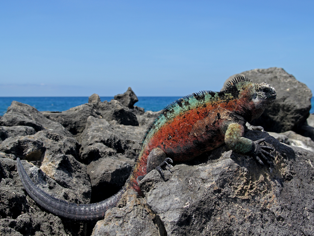 When to Go to the Galapagos Islands
