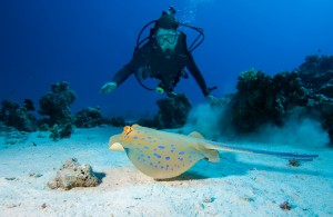 Best time to go to the Great Barrier Reef