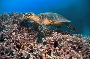 When to visit the Great Barrier Reef